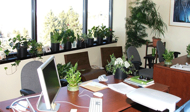 Greenery in Office