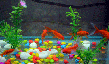 House Aquarium